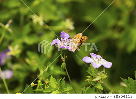 寧越郡 江原道 花 38804115
