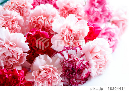 カーネーション 38804414