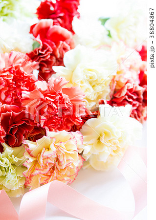 カーネーション 38804867