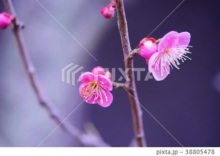 早春 早春 38805478