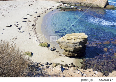 アメリカ合衆国カリフォルニア州サンディエゴのラホヤの海岸のアザラシの群れ アメリカ合衆国カリフォルニア州サンディエゴのラホヤの海岸のアザラシの群れ 38806037
