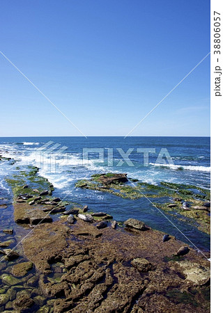 アメリカ合衆国カリフォルニア州サンディエゴのラホヤの海岸のアザラシの群れの写真素材