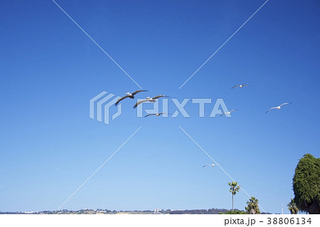 アメリカ合衆国カリフォルニア州サンディエゴのラホヤの海岸の鳥 38806134