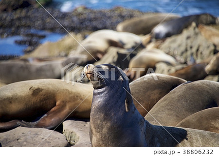 アメリカ合衆国カリフォルニア州サンディエゴのラホヤの海岸のアシカの群れ 38806232