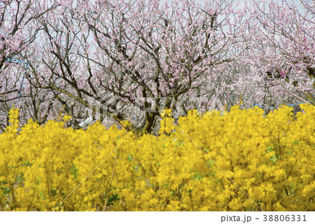 あんずの花 38806331