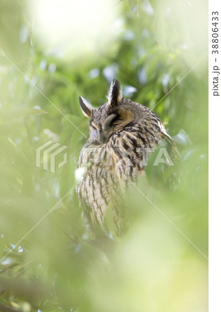 トラフズク 38806433