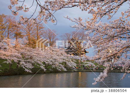 高田城の夜桜 38806504