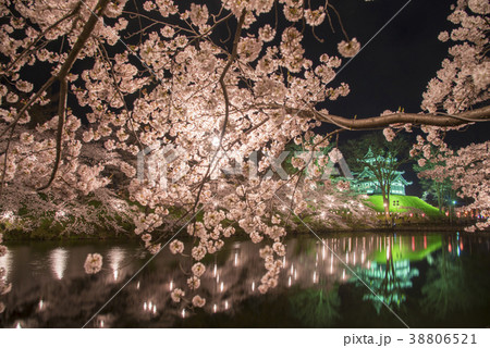 高田城の夜桜 高田城の夜桜 38806521