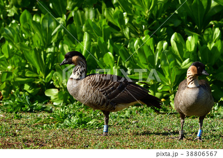 2匹のハワイガン 38806567