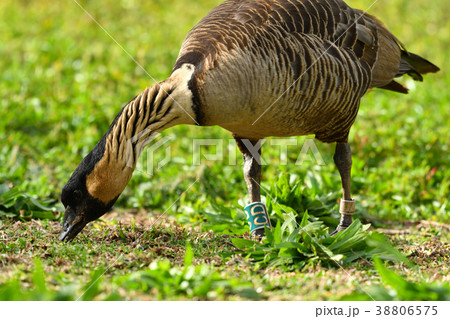 餌をついばむネネ 38806575