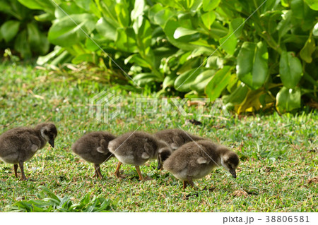 ハワイ州鳥ハワイガンの幼鳥の群れ 38806581