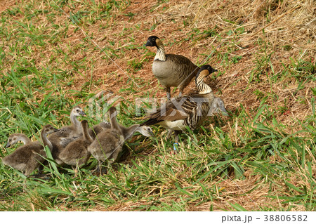 ハワイガン一家 38806582