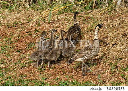 ハワイ州鳥ネネの一家 38806583