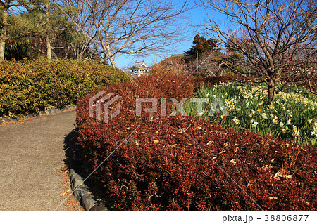 初春の館山城山公園 38806877