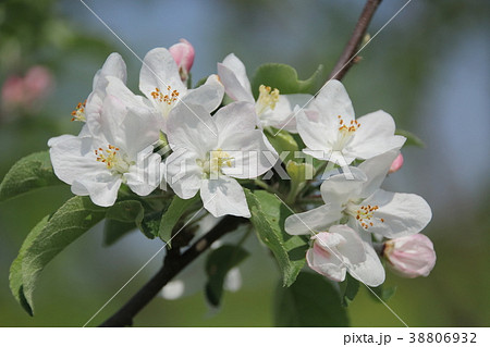 りんごの花の写真素材