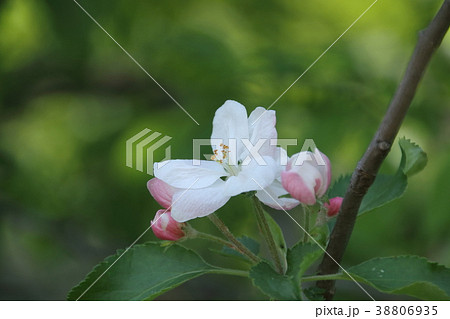 りんごの花 りんごの花 38806935