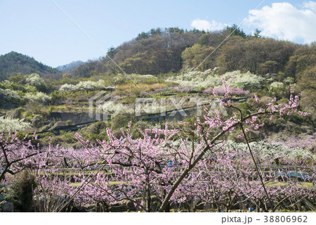 スモモと桃の花 スモモと桃の花 38806962