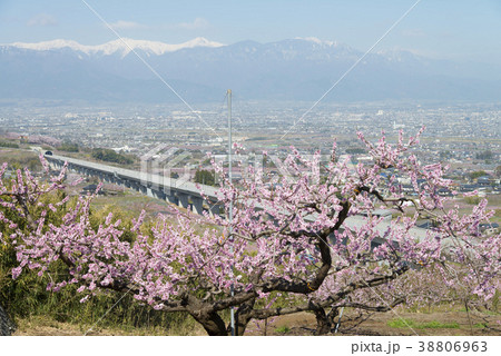 南アルプスと桃の花 南アルプスと桃の花 38806963