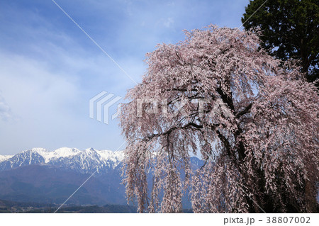 吉瀬のしだれ桜と残雪の中央アルプス 38807002