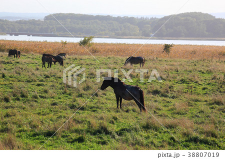 北海道小清水原生花園 38807019