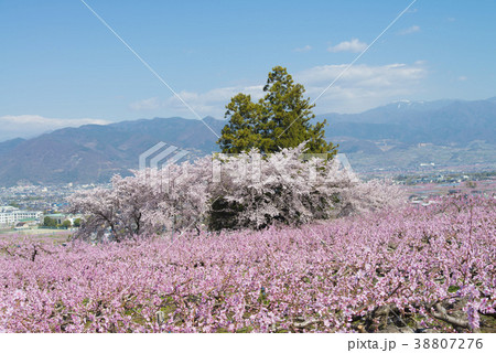 満開の桃の花と桜 満開の桃の花と桜 38807276