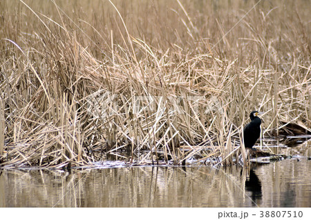 三浦海岸 小松ヶ池 カワウ 三浦海岸 小松ヶ池 カワウ 38807510