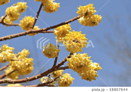 ミツマタの花 38807644