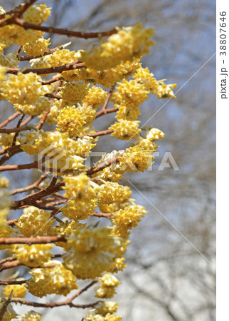 ミツマタの花 38807646