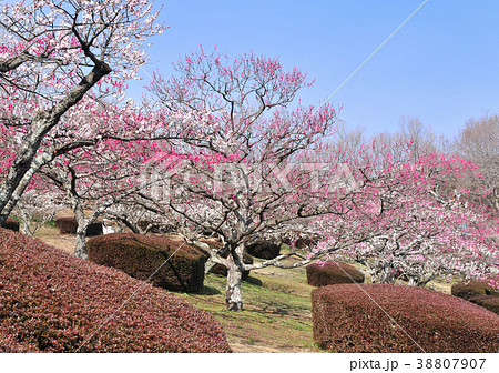 梅園-22151 38807907