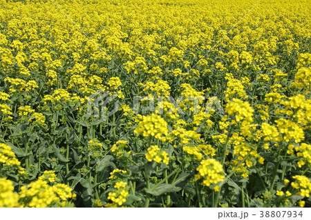 菜の花畑 38807934