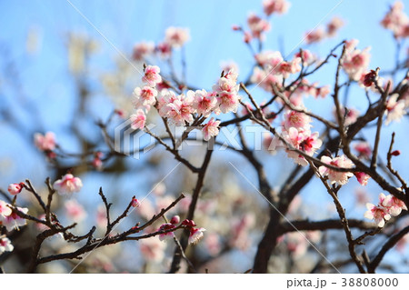 薄紅色の梅の花の写真素材