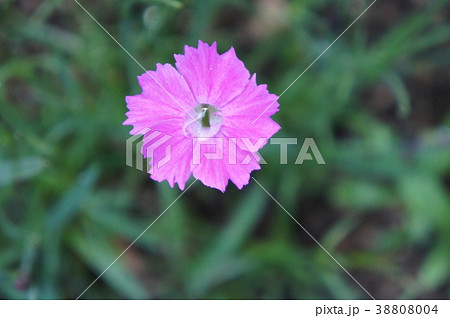 ナデシコ 38808004