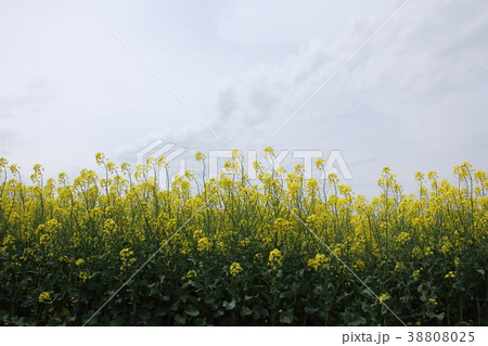 菜の花畑 菜の花畑 38808025