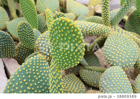 Beautiful cactus Beautiful cactus 38809389