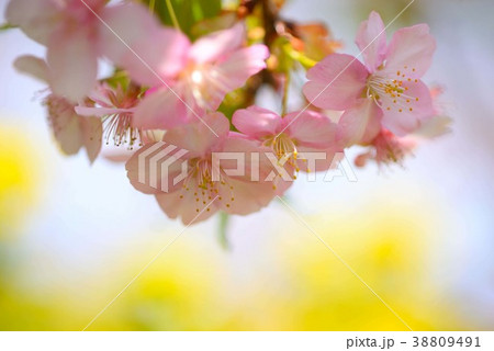菜の花をバックに可憐に咲く河津桜 38809491