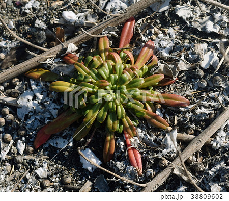 ハマボッス(サクラソウ科)ロゼット ハマボッス(サクラソウ科)ロゼット 38809602