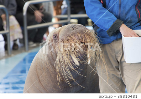 鳥羽水族館のセイウチ 38810481