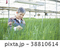 ハウスで野菜の品質に目を配るシニア女性 38810614