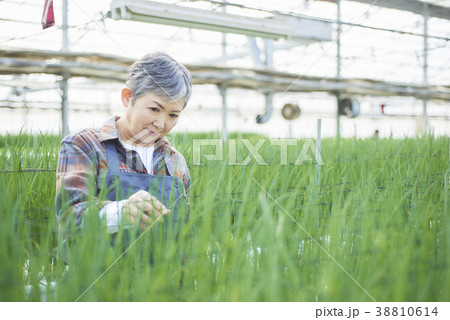 ハウスで野菜の品質に目を配るシニア女性の写真素材 38810614 Pixta