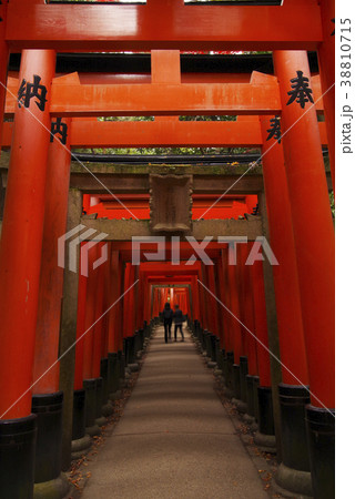 京都府　伏見稲荷大社　鳥居６ 38810715