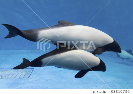 イロワケイルカの親子 38810736