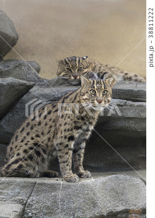 スナドリネコ スナドリネコ 38811222