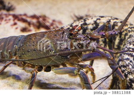 イセエビ 38811388