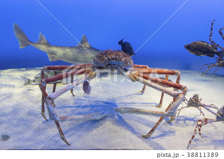 タカアシガニ タカアシガニ 38811389
