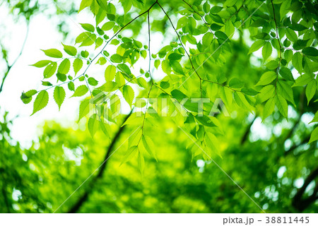 新緑 新緑 38811445