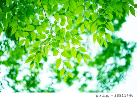 新緑 新緑 38811446