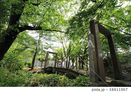 足立区北綾瀬　しょうぶ沼公園のあやとり橋 38811907