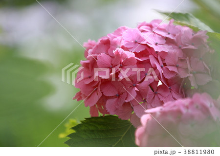 足立区北綾瀬　しょうぶ沼公園のアジサイ 38811980