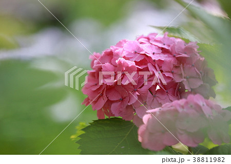 足立区北綾瀬　しょうぶ沼公園のアジサイ 38811982