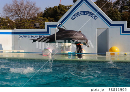 イルカショー・しながわ水族館 イルカショー・しながわ水族館 38811996